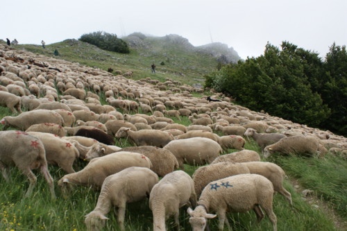 moutons - transhumance au col de rousset - photo copyright Patrice Debart 2009