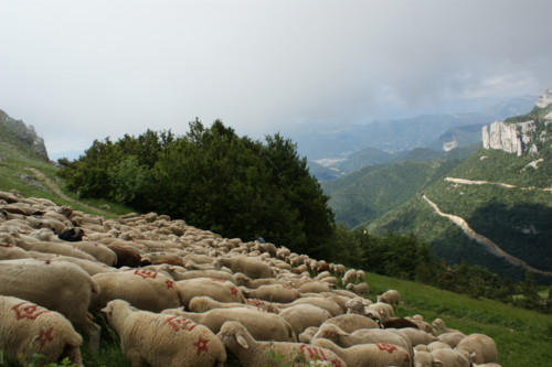 moutons - transhumance au col de rousset - photo copyright Patrice Debart 2009