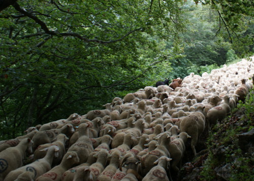 moutons - transhumance au col de rousset - photo copyright Patrice Debart 2009