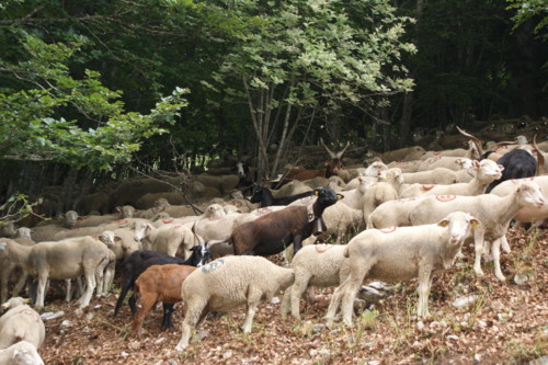 moutons - transhumance au col de rousset - photo copyright Patrice Debart 2009