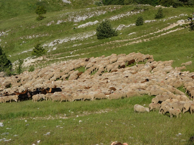 moutons - transhumance au col de rousset - photo copyright Patrice Debart 2011