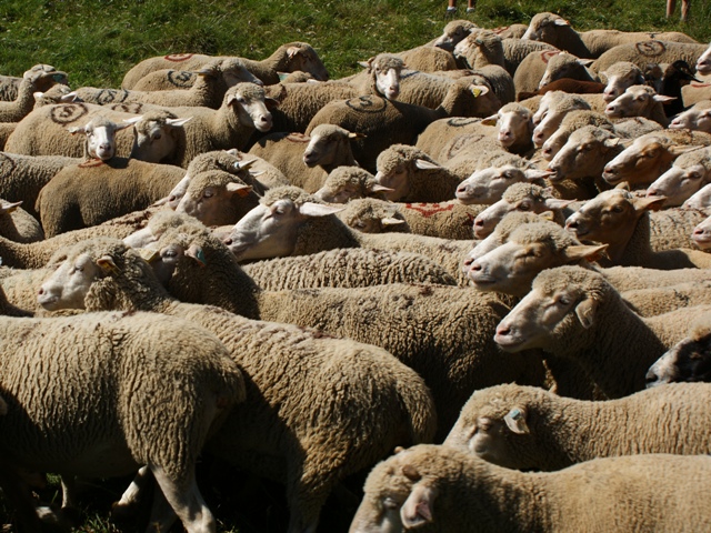 moutons - transhumance au col de rousset - photo copyright Patrice Debart 2011