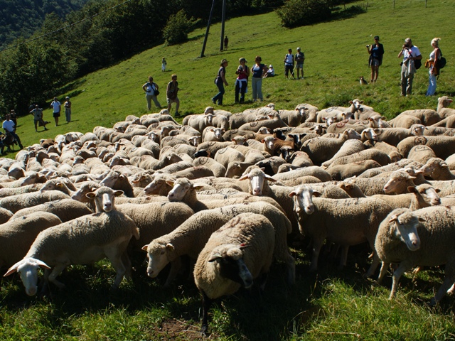 moutons - transhumance au col de rousset - photo copyright Patrice Debart 2011