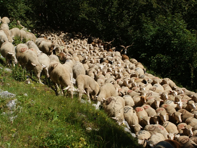 moutons - transhumance au col de rousset - photo copyright Patrice Debart 2011
