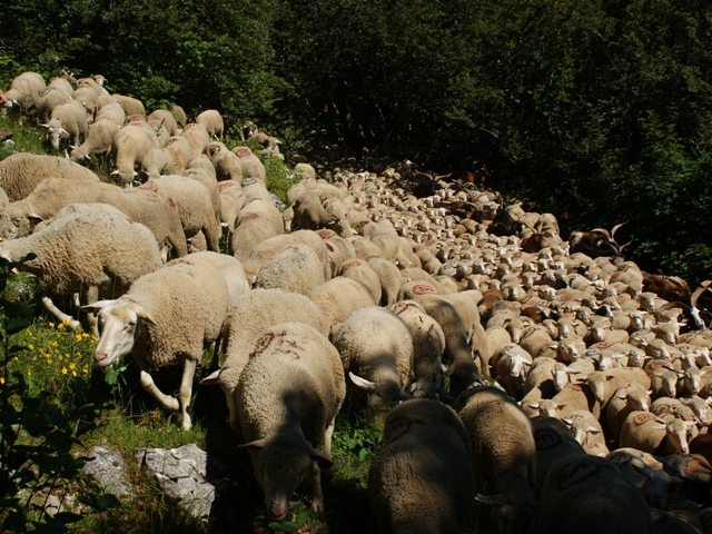 moutons - transhumance au col de rousset - photo copyright Patrice Debart 2011