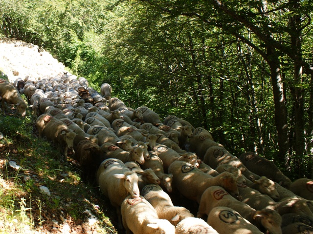 moutons - transhumance au col de rousset - photo copyright Patrice Debart 2011