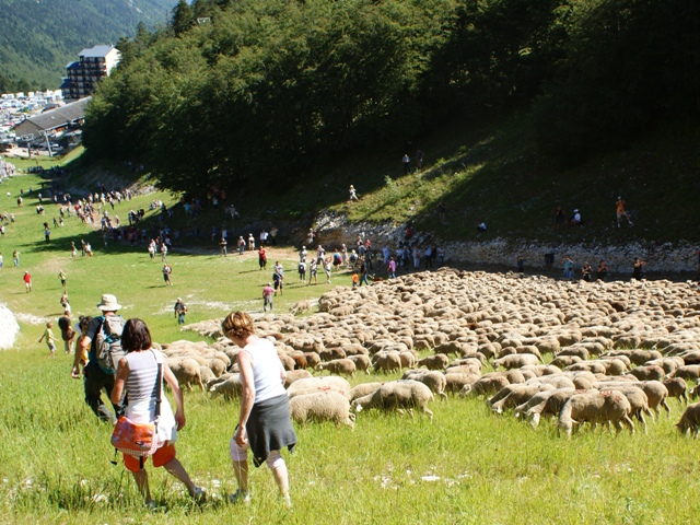 moutons - transhumance au col de rousset - photo copyright Patrice Debart 2011