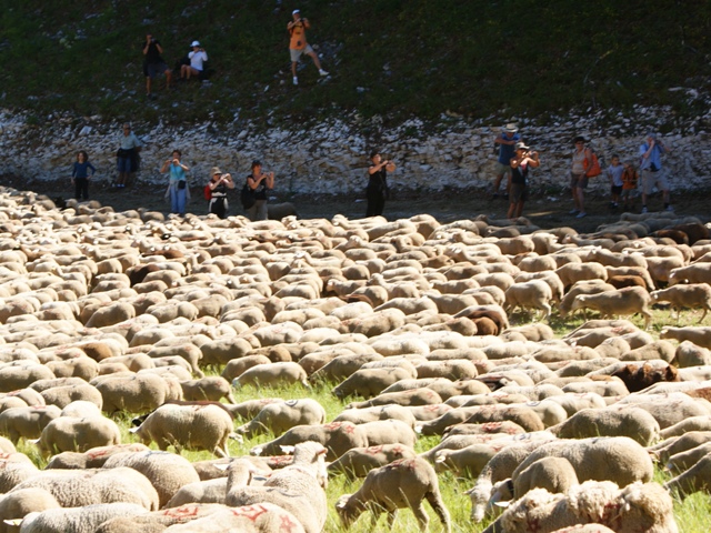 moutons - transhumance au col de rousset - photo copyright Patrice Debart 2011