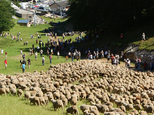moutons - transhumance au col de rousset - photo copyright Patrice Debart 2011