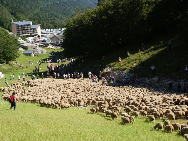 moutons - transhumance au col de rousset - photo copyright Patrice Debart 2011