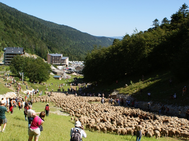 moutons - transhumance au col de rousset - photo copyright Patrice Debart 2011