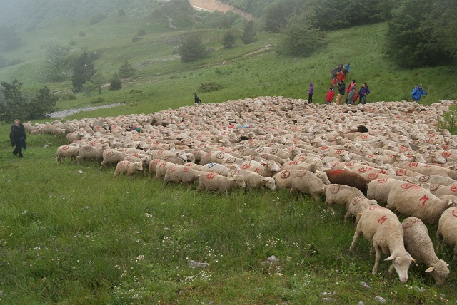 moutons - transhumance au col de rousset - photo copyright Patrice Debart 2015