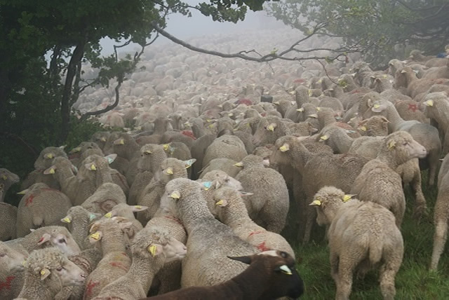 moutons - transhumance au col de rousset - photo copyright Patrice Debart 2015