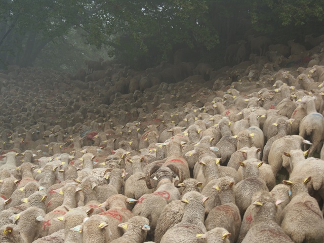 moutons - transhumance au col de rousset - photo copyright Patrice Debart 2015