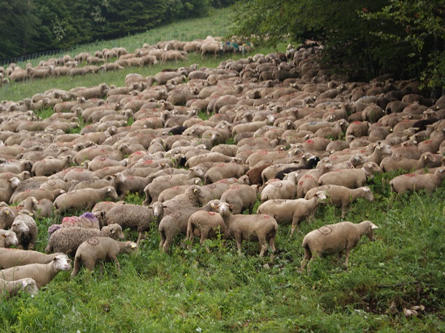 moutons - transhumance - photo copyright Patrice Debart 2015