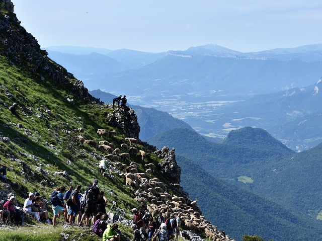 moutons - transhumance au col de rousset - photo copyright Patrice Debart 2018