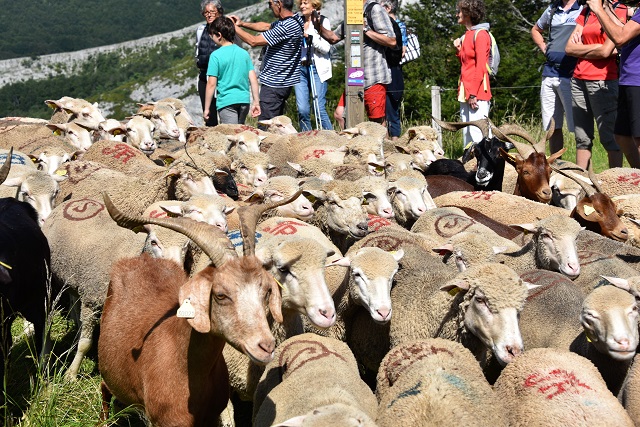 moutons - transhumance au col de rousset - photo copyright Patrice Debart 2018
