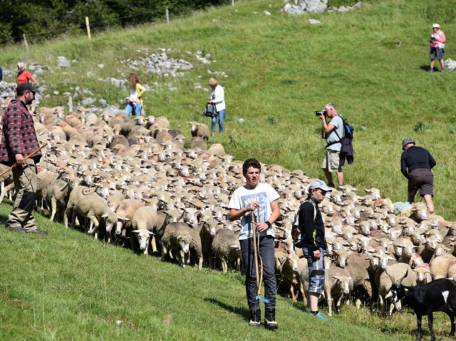 moutons - transhumance au col de rousset - photo copyright Patrice Debart 2018