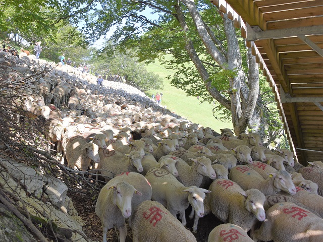 moutons - transhumance au col de rousset - photo copyright Patrice Debart 2018