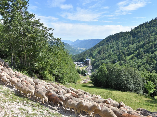 moutons - transhumance au col de rousset - photo copyright Patrice Debart 2018