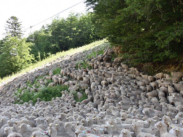 moutons - transhumance au col de rousset - photo copyright Patrice Debart 2018