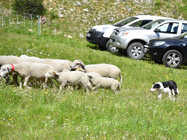 chien et moutons - transhumance au col de rousset - photo copyright Patrice Debart 2018