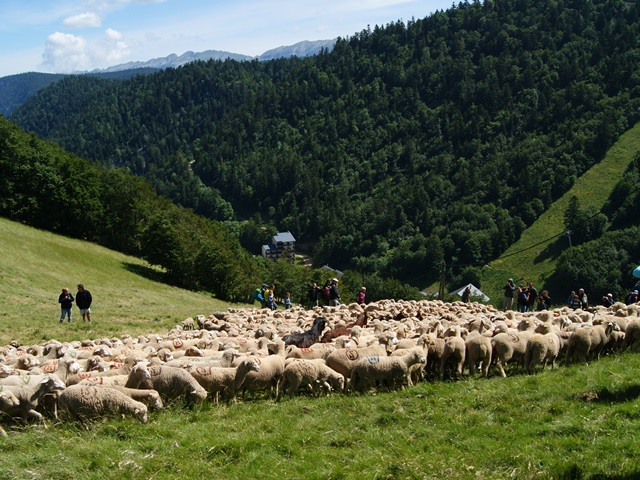 moutons - transhumance au col de rousset - photo copyright Patrice Debart 2015