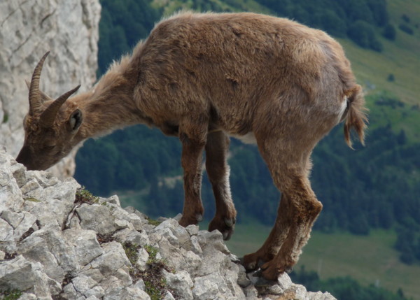 Les Ours De Glandasse - Photo copyright Patrice Debart 2009