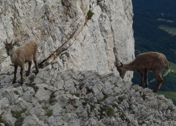 Les Ours De Glandasse - Photo copyright Patrice Debart 2009