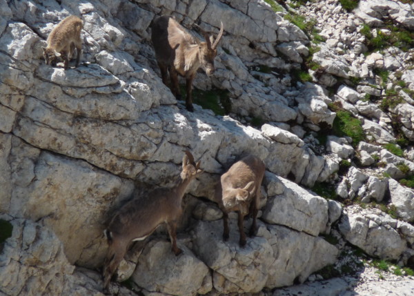 Les Ours De Glandasse - Photo copyright Patrice Debart 2009