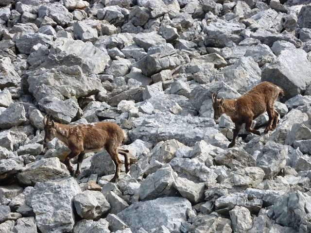 Les Ours De Glandasse - Photo copyright Jean Paul 2011