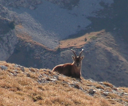 Les Ours De Glandasse - Photo copyright Patrice Debart 2006