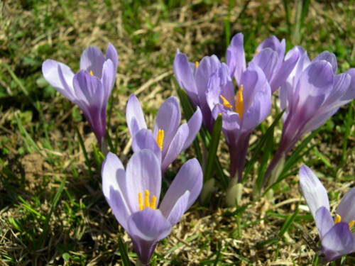 crocus au col de rousset