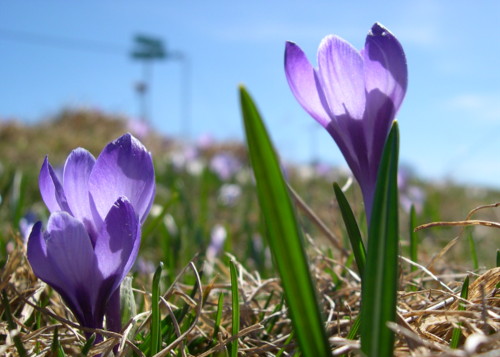 crocus au col de rousset