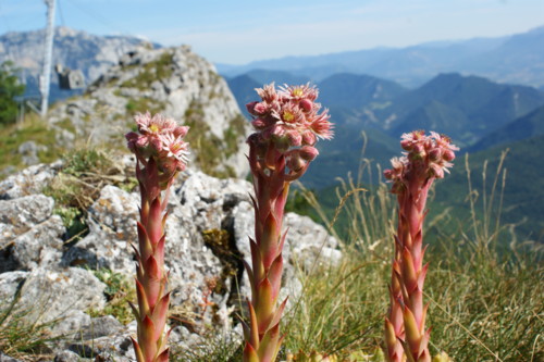 joubarde - col de rousset - photo copyright Patrice Debart 2008