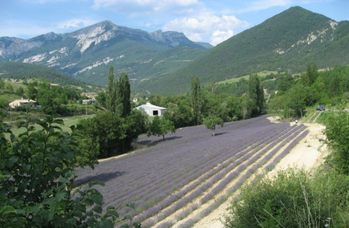 lavande - chamaloc - photo copyright Patrice Debart 2006