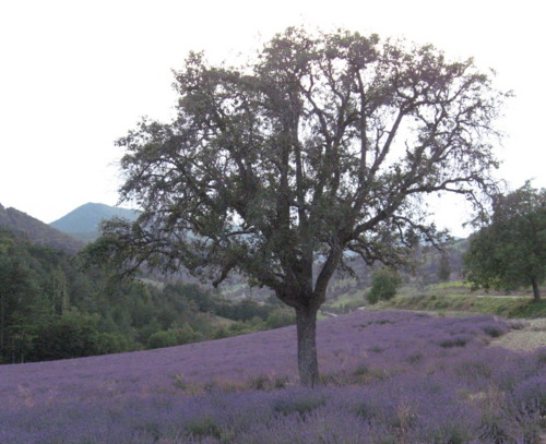 lavande - chamaloc - photo copyright Patrice Debart 2006