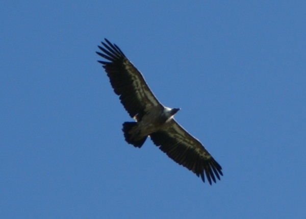 vautour en vol - col de rousset - photo copyright Patrice Debart 2009