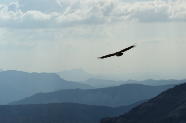 vol de vautour - col de rousset - photo copyright Patrice Debart 2009