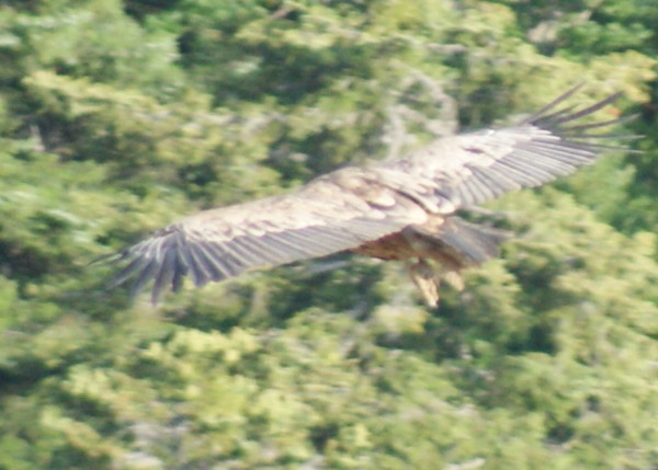 vautour - col de rousset - photo copyright Patrice Debart 2009