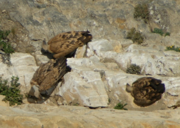 jeunes vautours - col de rousset - photo copyright Patrice Debart 2009
