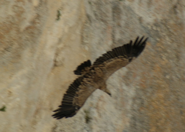 vautour - col de rousset - photo copyright Patrice Debart 2009