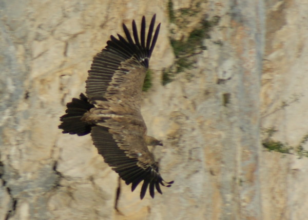 vautour - col de rousset - photo copyright Patrice Debart 2009