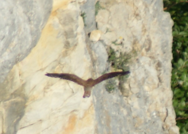 oiseau - col de rousset - photo copyright Patrice Debart 2009